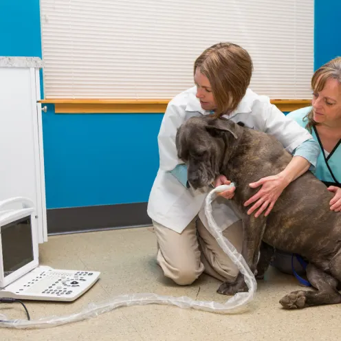 Big elderly brindle dog receiving care from two staff members